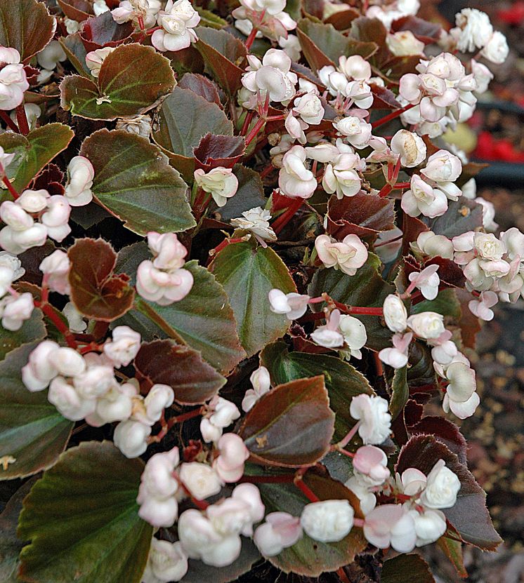 Dubbelblommande Sommarbegonia