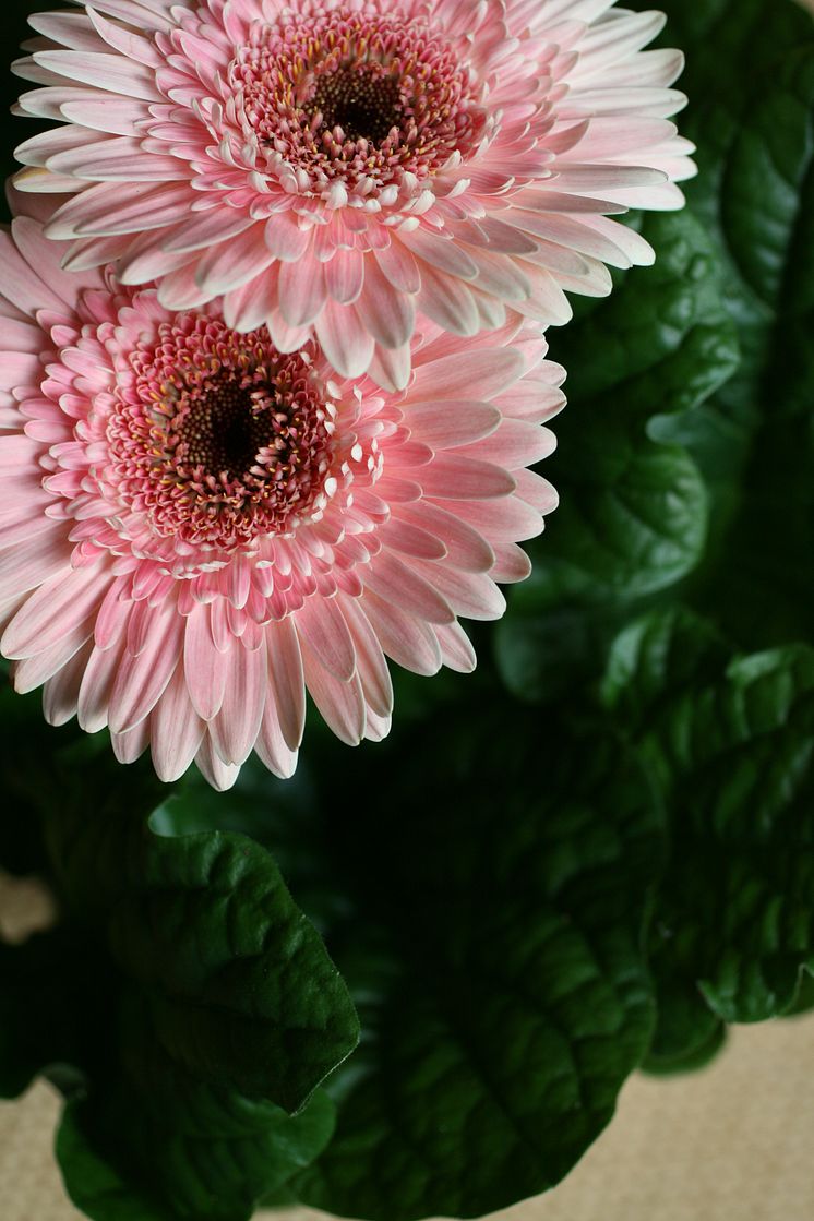 Gerbera 3