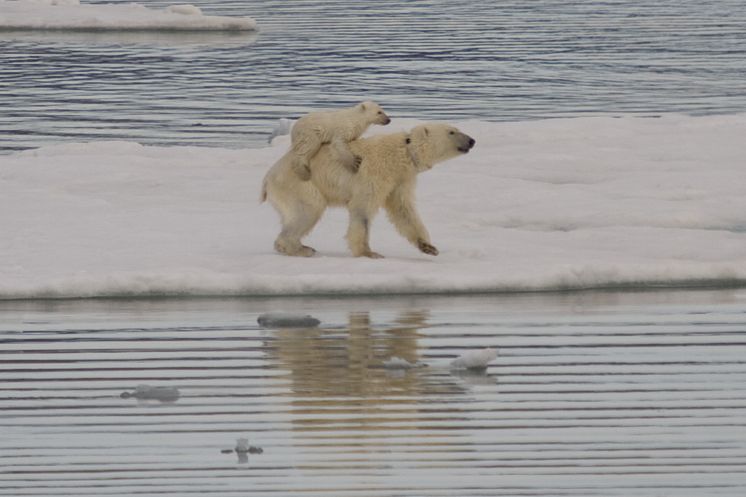 Liftande isbjörnsunge