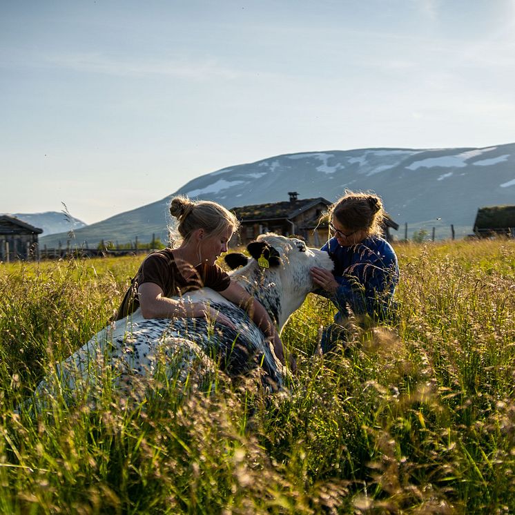 Grindalen Ysteri