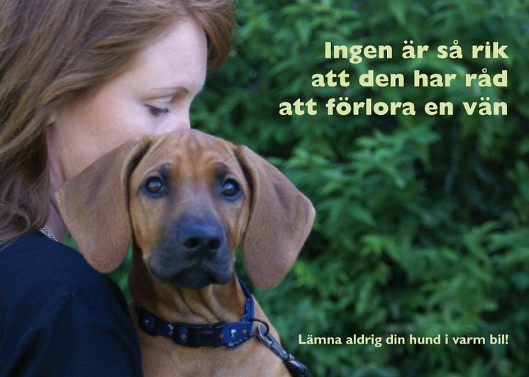 Bilen – en dödsfälla för hunden