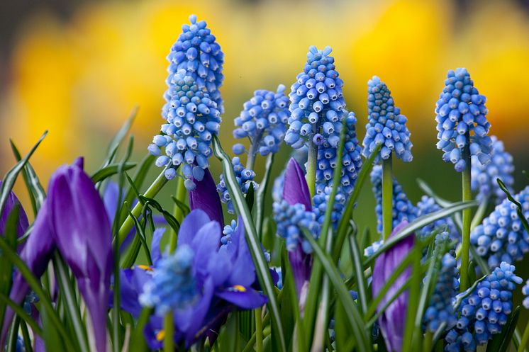 Pärlhyacint, krokus och iris