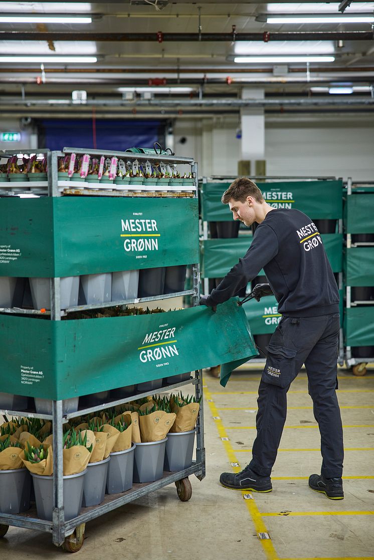 Mestergrønn _R0A4807.jpg