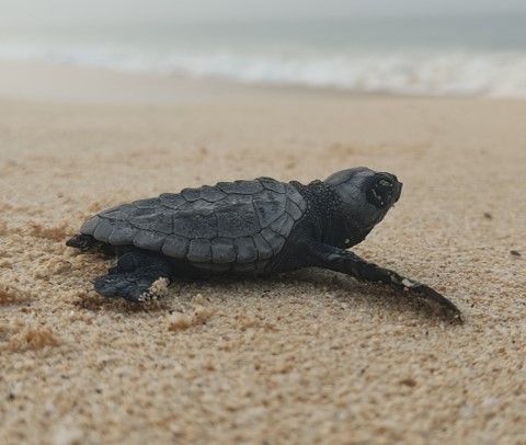 Turtle Foundation.jpg