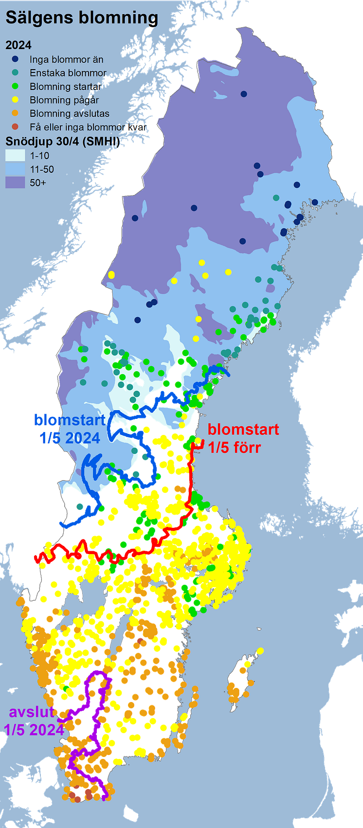 sälg2024snö.png