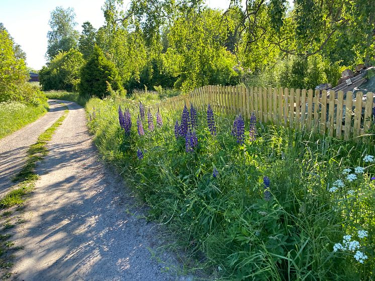 Blomsterlupin_spridning från trädgård.jpg