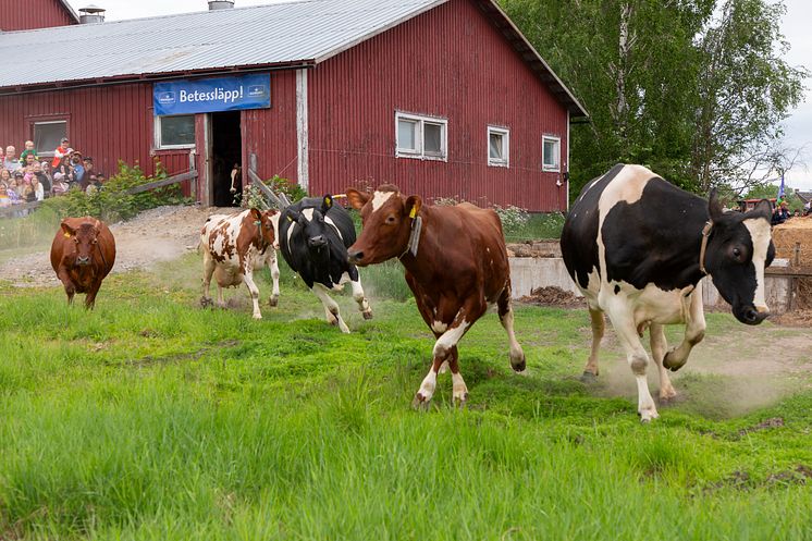 Dags för Norrmejeriers betessläpp 2025