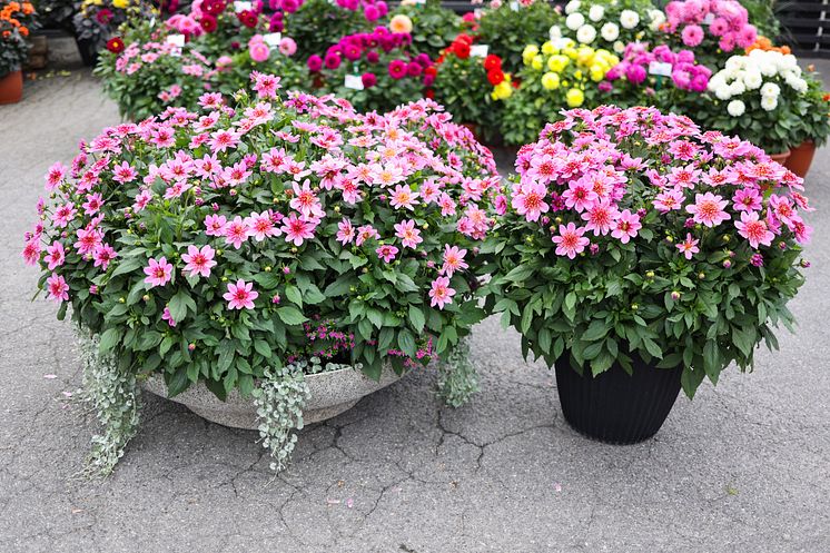 Årets Victoriadahlia 2025 - ’Starburst Pink’
- en Anemonblommig Sommardahlia som det påtagligt sprakar om.