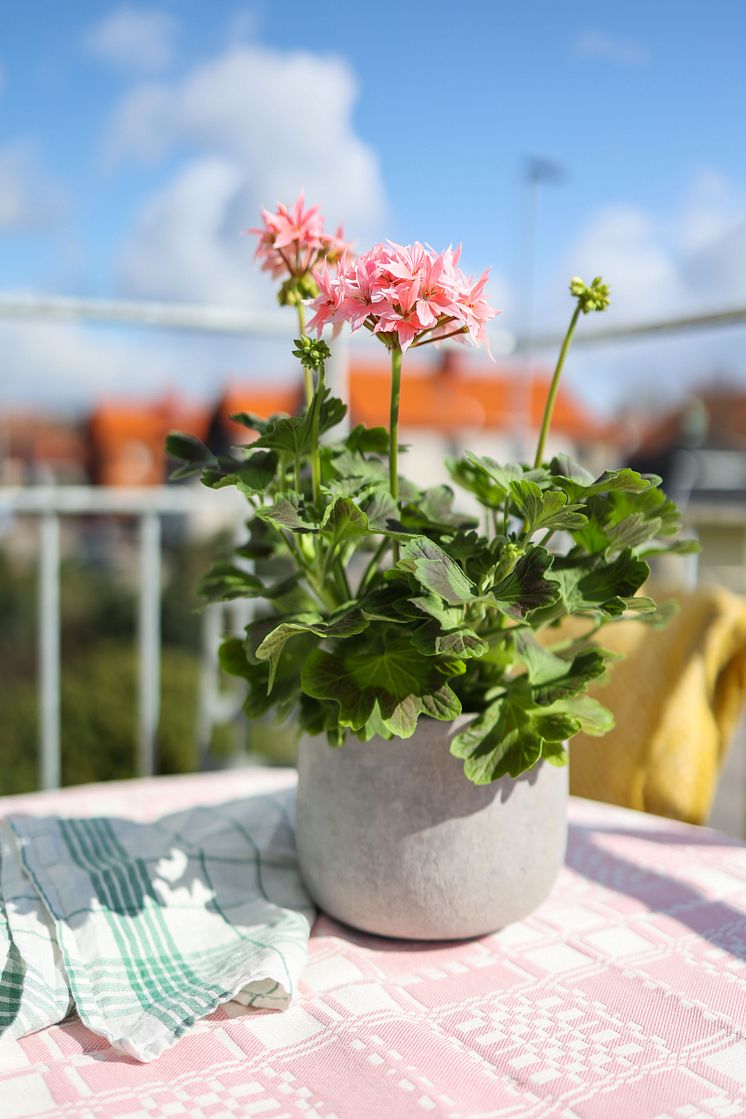 Årets Pelargon 2025 Pelargonium Summer Twist Rose foto SydGrönt (6).jpg