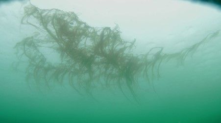 Melosira arctica assemblage attached to the underside of sea ice 