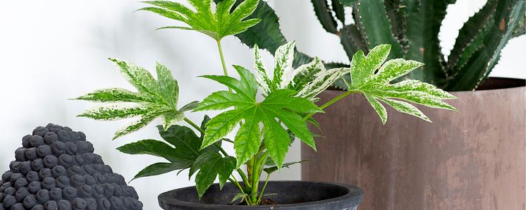 0_Fatsia japonica variegata Spiderweb_1920.jpg