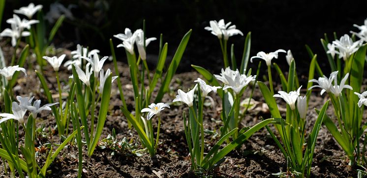 Stor vårstjärna Chionodoxa luciliae 'Alba'