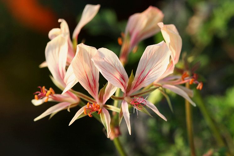 Pelargonium Longicaule (vildart)