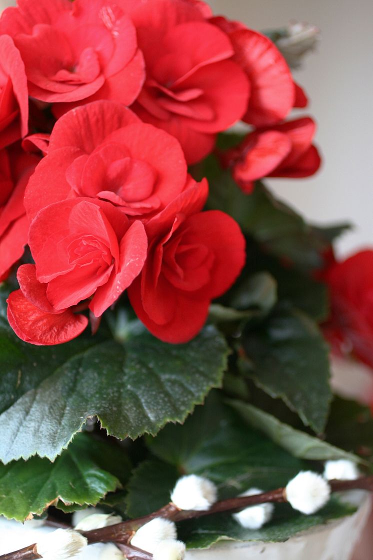 Begonia 'Baladin' närbild