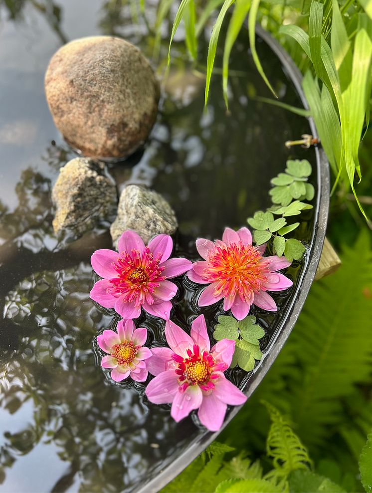 Årets Victoriadahlia 2025 - ’Starburst Pink’
- en Anemonblommig Sommardahlia som det påtagligt sprakar om.