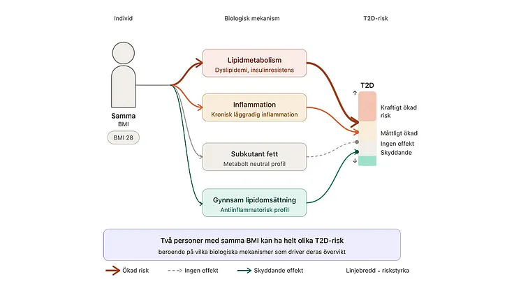 BMI and diabetes type 2