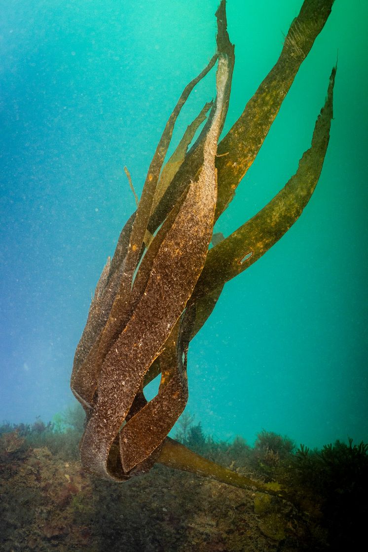 Kelp_Swanage pier_Luke Helmer.jpg