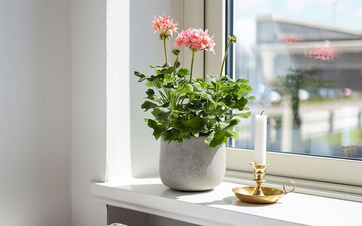 Årets Pelargon 2025 Pelargonium Summer Twist Rose foto SydGrönt 1200.jpg