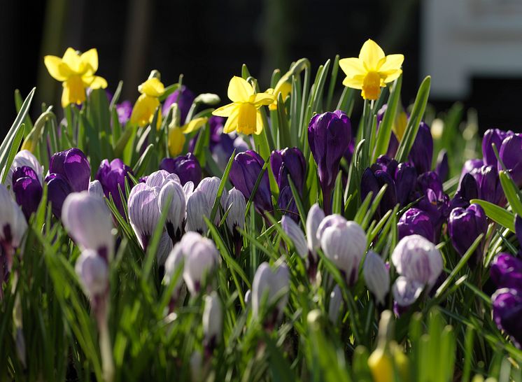 Krokus och narcisser