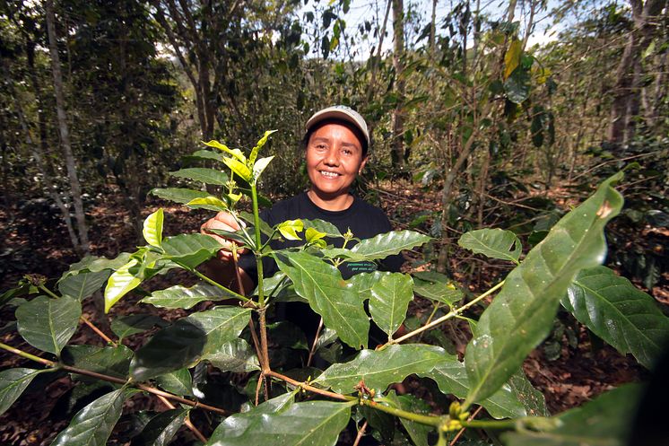 Antonia Josefa López Gadea odlar kaffe i Nicaragua