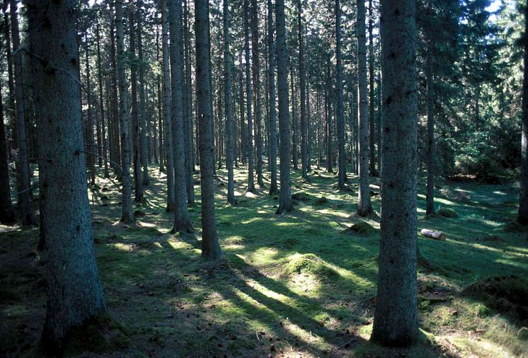 Skogsbild, SLU