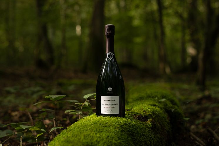 BOLLINGER_LGAR 2015_FOREST.jpg