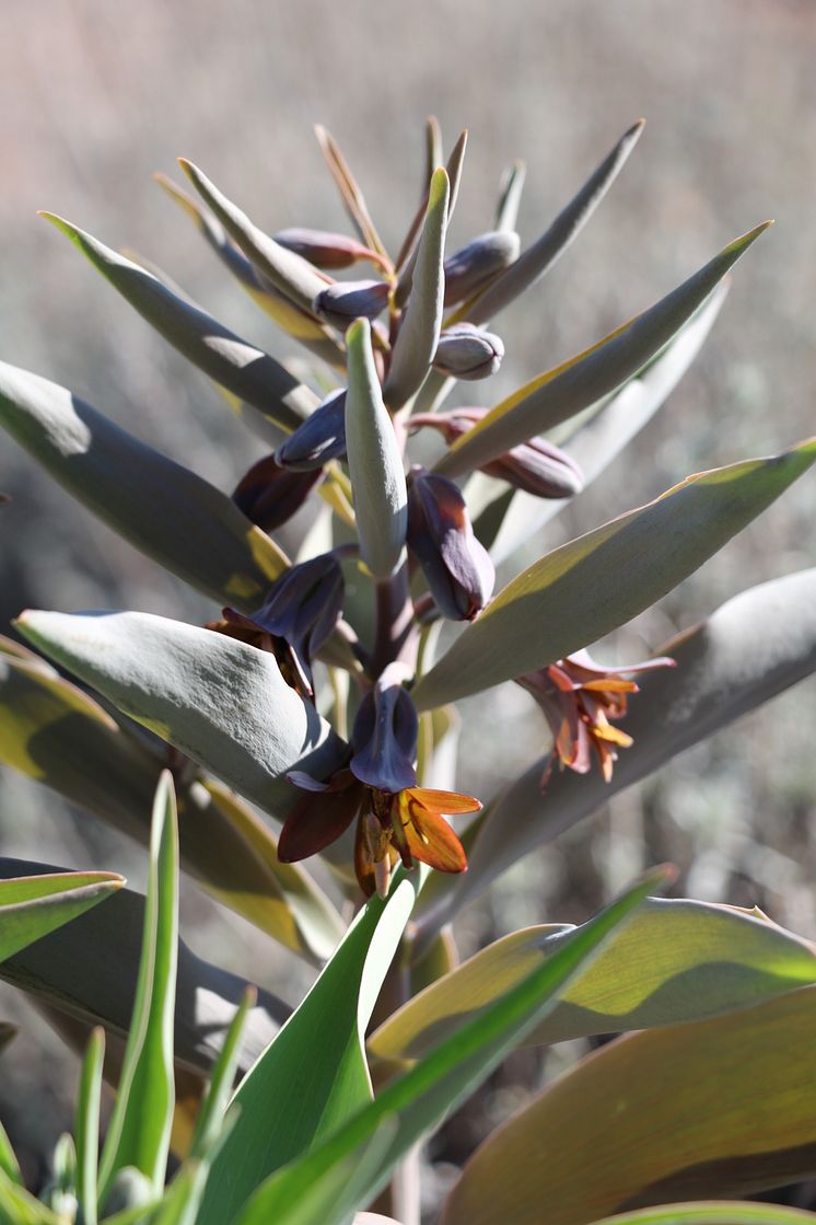 Fritillaria sewerzowii