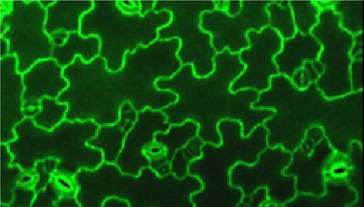 Plant cells