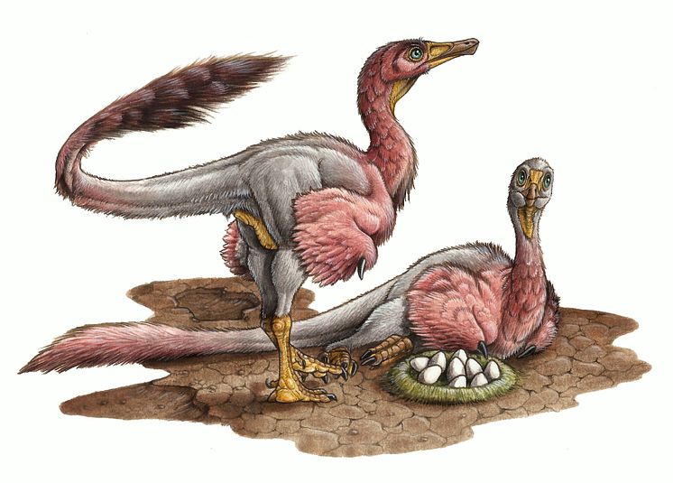 Reconstruction of Bonapartenykus