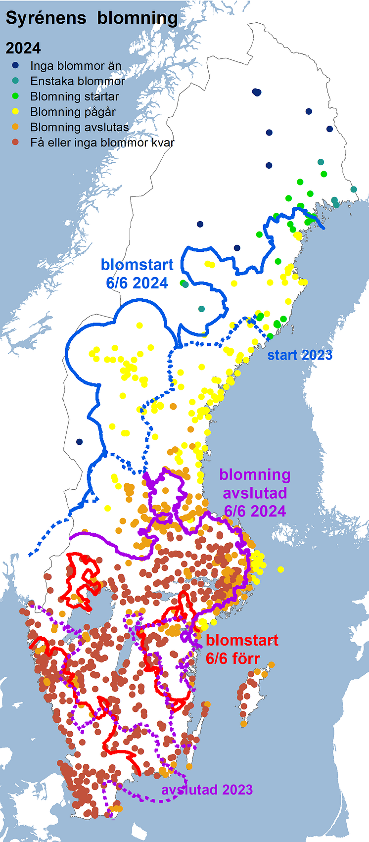 Syrenens blomning 2024.png