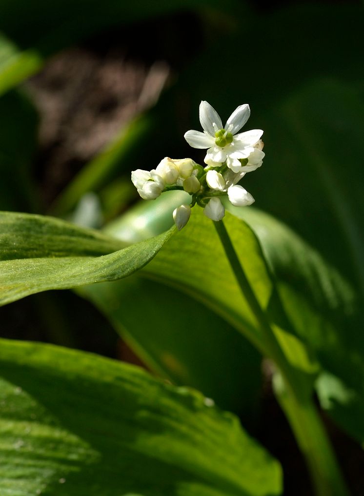 Ramslök Allium ursinum