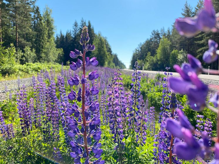 Blomsterlupin vid väg.jpg