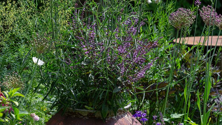 Årets Sommarblomma 2025 10 Blomsterbasilika Magic Verbena bonariensis foto annikasnaturligating 16-6.jpg