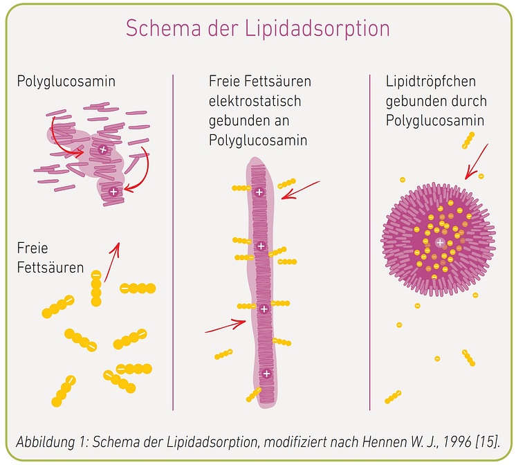 Abb.1 Schema der Lipidadsorption, modifiziert nach Hennen W. J., 1996 [15]..png