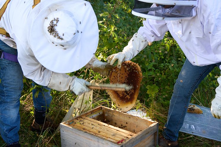 20241022_Umsiedlung Bienenstock_3