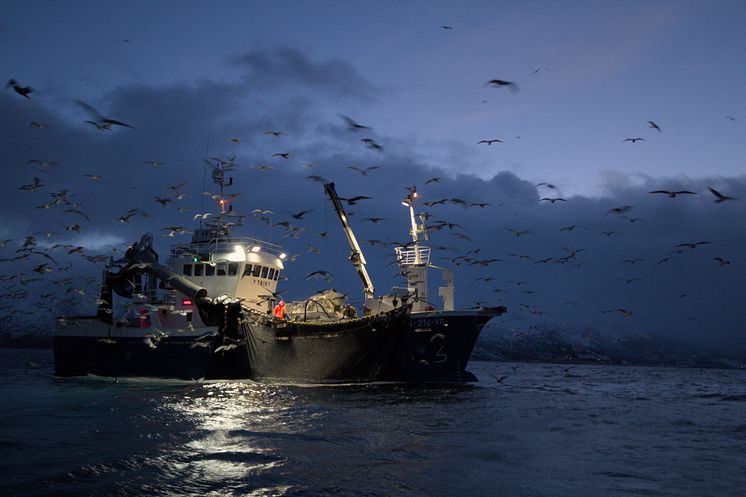 Fiskebåt med fulgler Foto Pierre Blevin.jpg