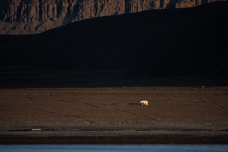 Polar Bear, Radstock Island (Credit_Camille Seaman & HX Expeditions).JPG