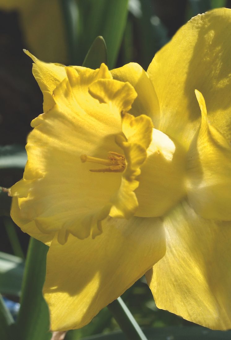Påsklilja, Narcissus pseudonarcissus ’Spellbinder’