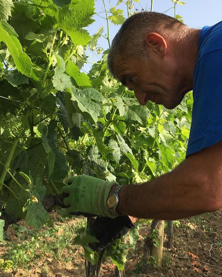 Gianni_Brunelli_harvest.jpg