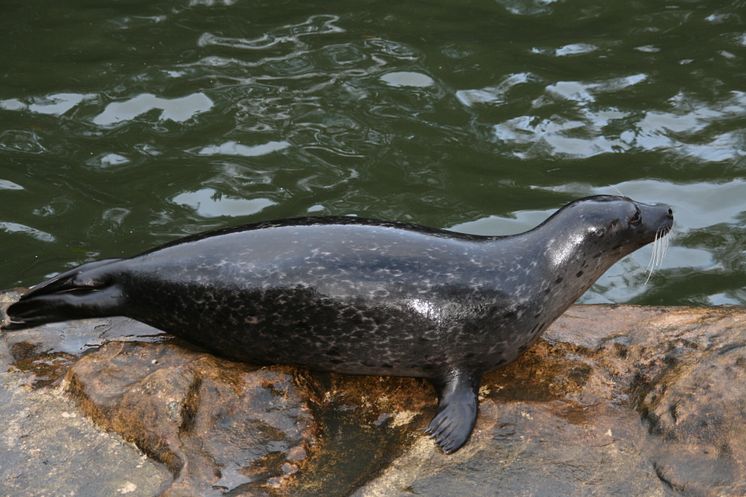 Knubbsäl på Skansen