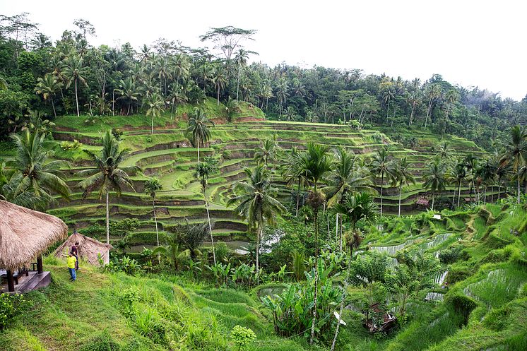 Ubud.jpg