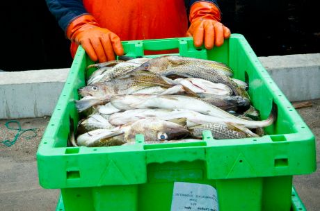 HaV spårar fisk från hav till butik
