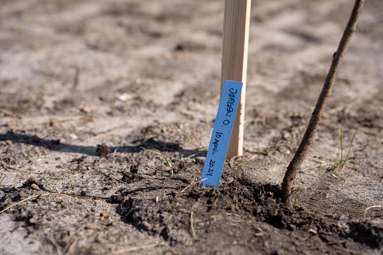 JYSK-elever planter træer_10.04.2024 (118).jpg