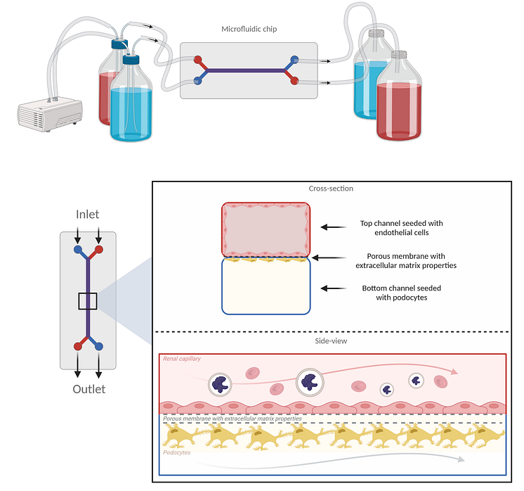 Det organ-on-a-chip som forskningsgruppen utvecklar.png