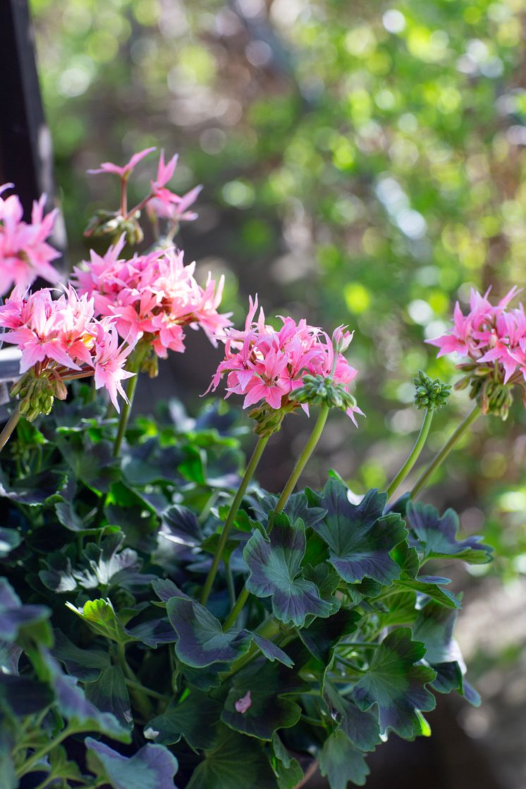 Årets Pelargon 2025 24 Pelargonium Summer Twist Rose foto annikasnaturligating.jpg