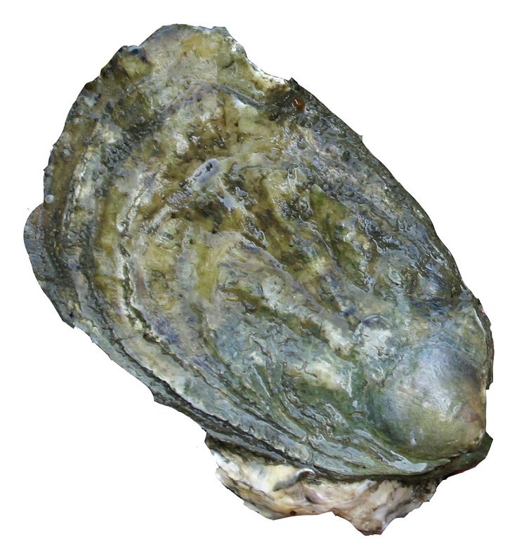 Stillahavsostron