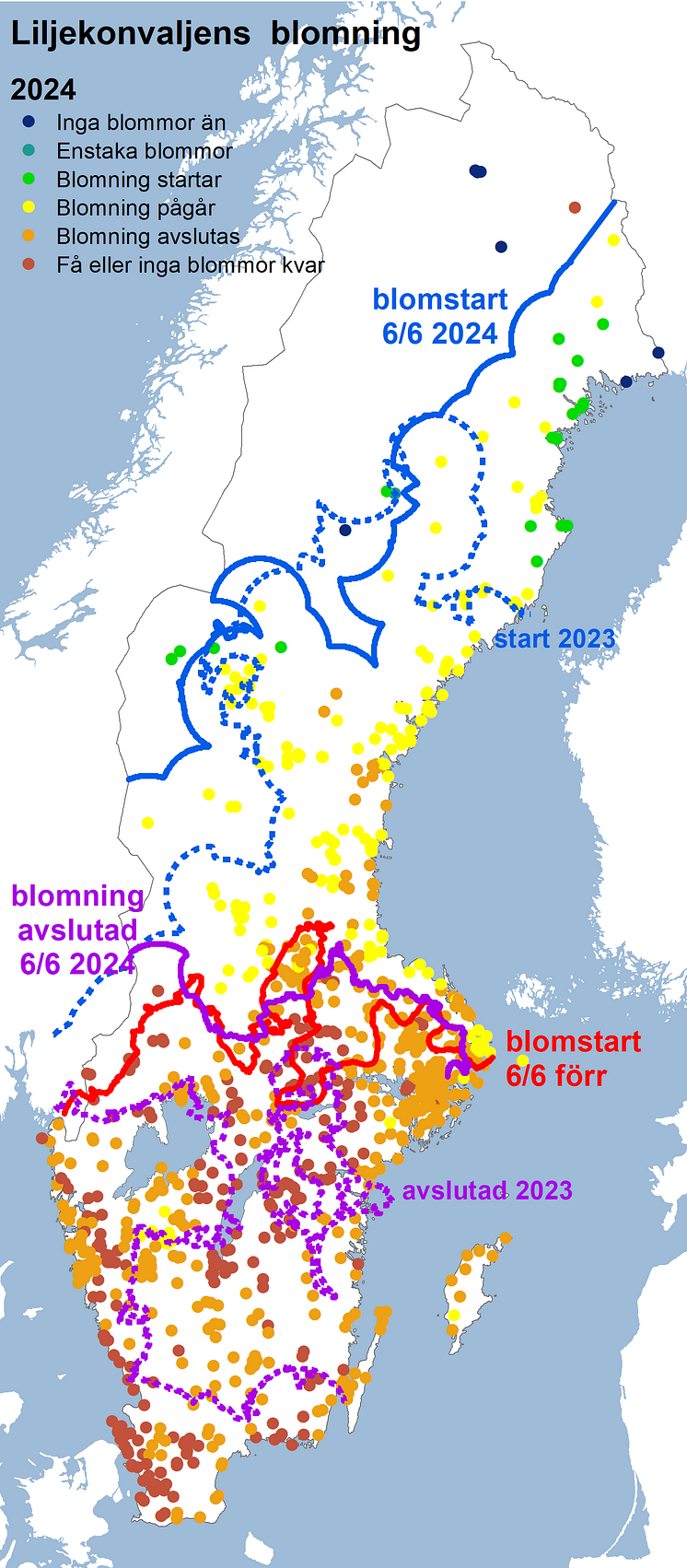 Liljekonvallens blomning 2024.png