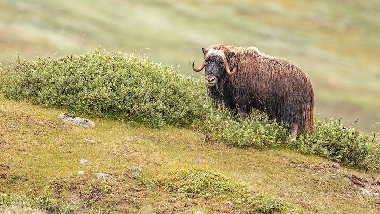 Ivittuut_Greenland_HGR_158511_Photo_Ted_Gatlin.JPG
