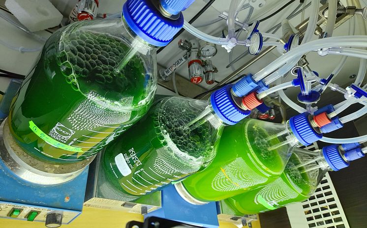 DIY Photobioreactor_3.jpg