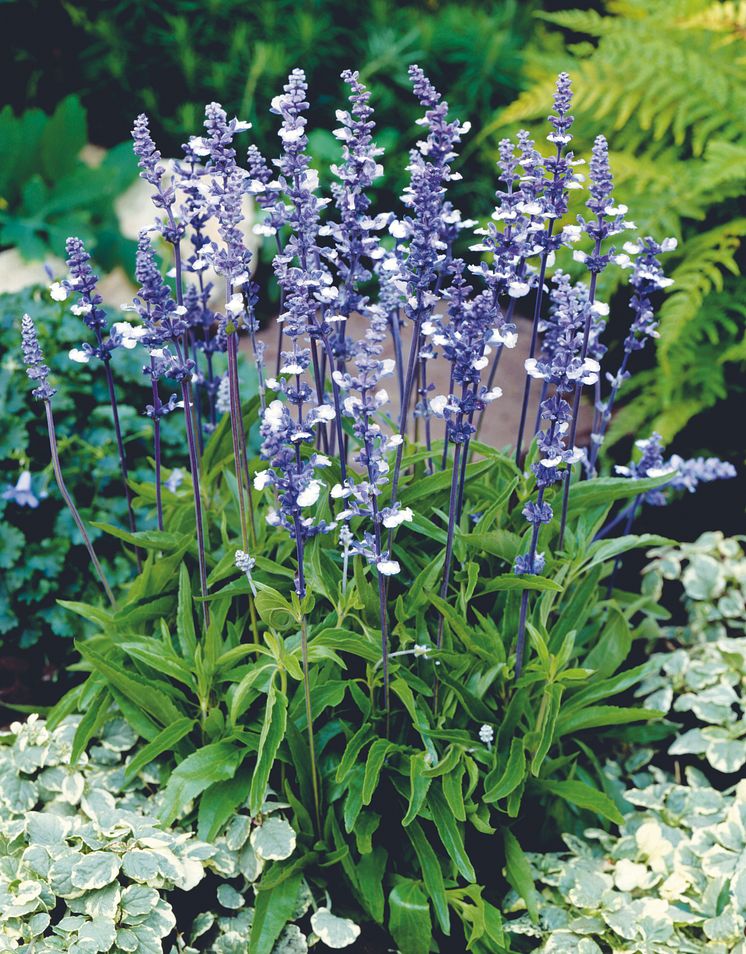 Daggsalvia  Salvia farinacea 'Fairy Queen'